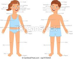 While your chest is built from two big muscles (pectoralis minor and major), you can target these parts with different chest workouts. Kids Body Parts Infographic Vector Human Body Education Infographics With Cartoon Boy And Girl Children And Text Labels Canstock