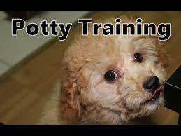 to potty train poodle puppies