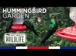 Monteverde Hummingbird Garden