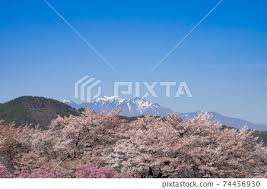 sanehara cherry blossom tree