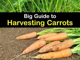 harvesting carrots best time for