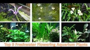 We did not find results for: Top 9 Flowering Freshwater Aquarium Plants Youtube
