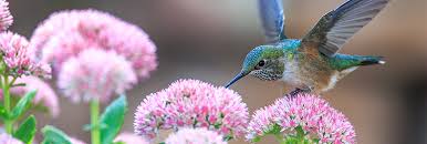 Hummingbird Gardening Plants For All
