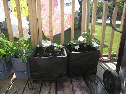 This Is My Container Garden The Black