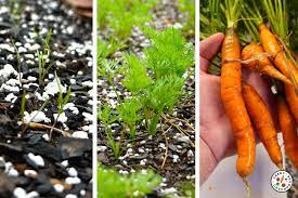 carrot plant growth ses seed to