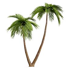 palms tree hd transpa palm tree