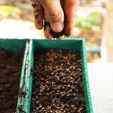 how to leftover seeds for next