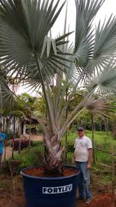 Welcome to the pacsoa palms and cycads wiki ! Mudas Da Palmeira Veitchia Ofertas Vazlon Brasil