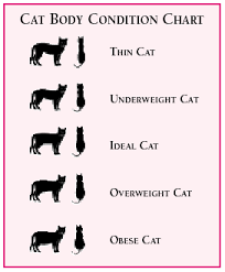 8 when should i feed my cat? Iams Feline Obesity Nutritional Guidelines For Obese Cats