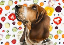 What Vegetables Can Dogs Eat 19 To Go