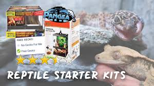 reptile starter kits