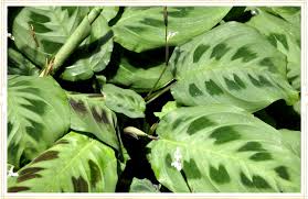 Prayer plant earned its name because of the way its leaves fold together at night, like hands closed in prayer plants rarely bloom indoors, but sometimes grow tiny, white tubular flowers on long stems. Prayer Plant Care Guide Growing Info Tips Proflowers Blog