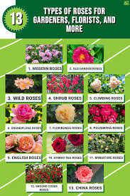 13 types of roses for gardeners