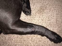 my dog has a lump on her leg it doesn