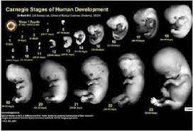 Bagaimana tahap gastrulasi pada perkembangan embrio manusia? Perkembangan Embrio Pada Manusia Pdf Free Download
