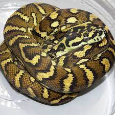 irian jaya carpet python big baby