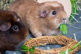 what do guinea pigs eat guinea pigs