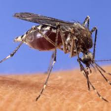 Mosquitoes Loop Jamaica