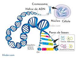 ADN: qué es, características, funciones, estructura, importancia