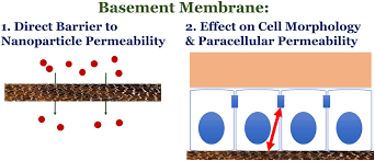 Role Of The Basement Membrane As An
