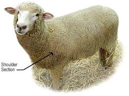 from sheep to rug handmade wool area rugs