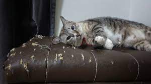 How to stop your cat from scratching furniture with vinegar start by mixing one part vinegar with one part water. How To Stop Cats From Scratching Leather Furniture A Complete Guide