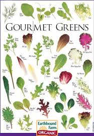 Types Of Lettuce To Grow Gourmet Salad Types Of Lettuce