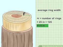 2 Easy Ways To Determine The Age Of A Tree Wikihow