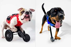 inspiring dogs with custom prostheses