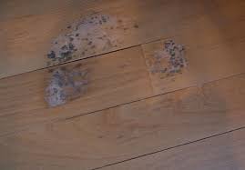 dealing with hardwood floor mold damage