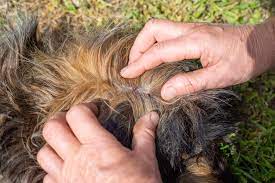 dog hair loss home remes 2023 rexipets