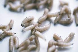 maggot control and treatments for the