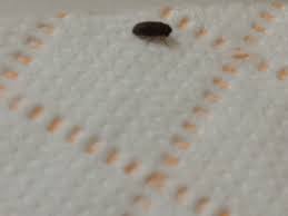 tiny black bugs found in bathroom