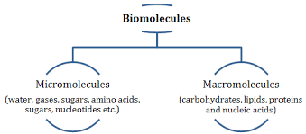 Biomolecules Class 11 Notes Biology Mycbseguide Cbse