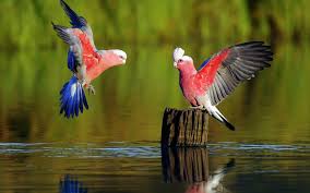 galah hd wallpapers and backgrounds