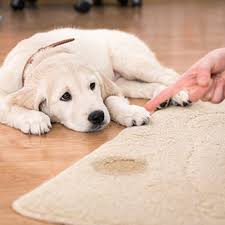 pet urine odor removal rug cleaning