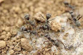 home remes to get rid of ants hunker