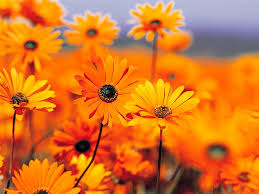 Image result for orange color  flower images