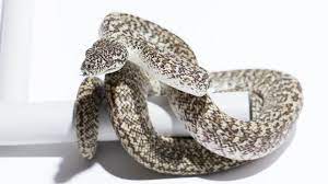 caramel carpet pythons morelia