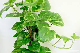 Money plant name in hindi. 5 Plants To Never Keep Inside Your House Roofandfloor Blog