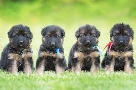 Puppies will come with akc papers full registration, 1st set of shots. Top German Shepherd Breeders In The U S Shepherds Bone