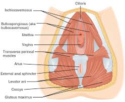 The female true pelvis differs from the male in being shallower, having straighter sides, a wider angle between the pubic rami at the symphysis, and a proportionately larger pelvic outlet. Vaginal Support Structures Wikipedia