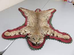 bobcat taxidermy rug c 111bc