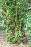 Varför får bambun gula blad?