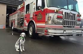 Maybe you would like to learn more about one of these? How The Dalmatian Became The World S Favorite Fire Dog Barkpost