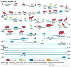 How Long Animals Live In One Chart Steemit