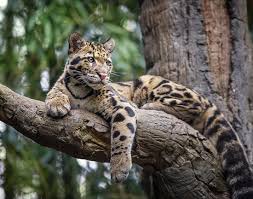 clouded leopard facts s of asia