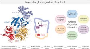 Cyclin K Molecular Glue Degraders