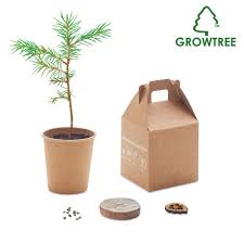 Pine Seeds Growing Set In Eco Gift Box