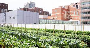 With A New Rooftop Farm Nutrition Is